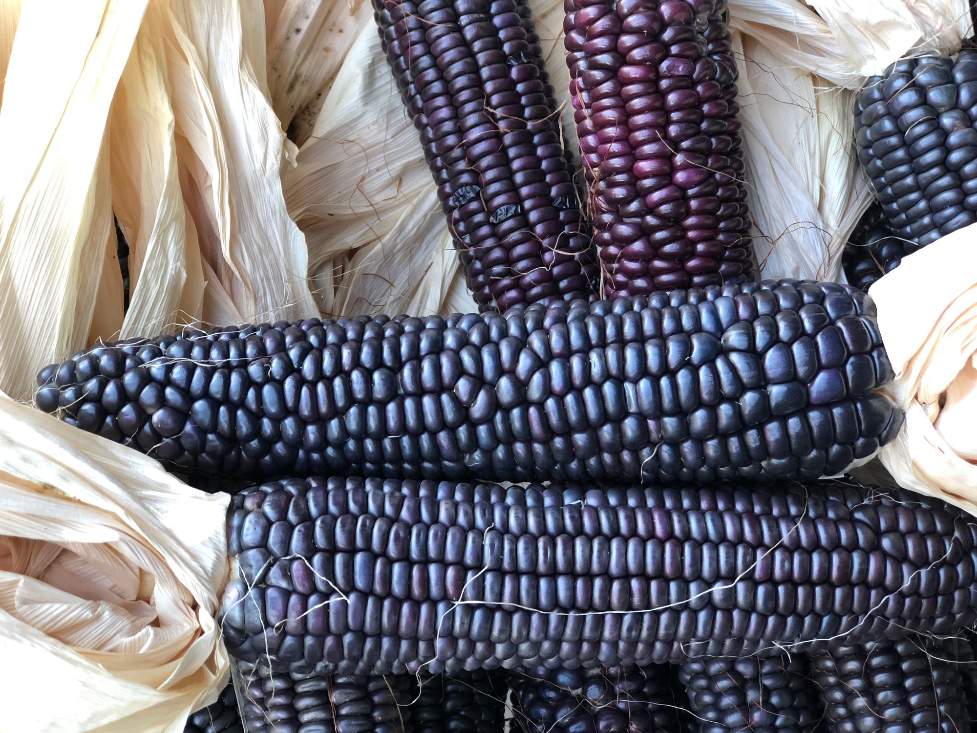 Corn 'Advent Gulch Blue' (Zea mays) - Seed SRC
