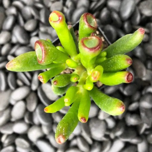 hobbit jade plant Crassula ovata 'Hobbit' (Jade)