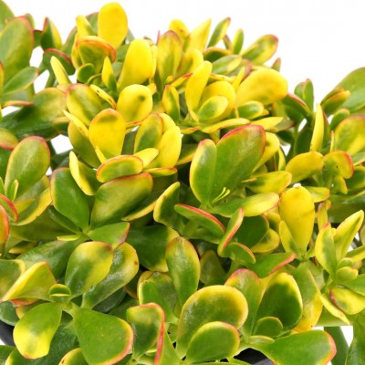 Crassula ovata 'Sunset' (Jade 'Sunset')