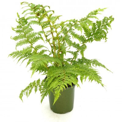 Cyathea cooperi (Australian Tree Fern)