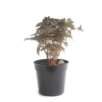 Pilea cadierei 'Ellen' (Aluminum Plant)