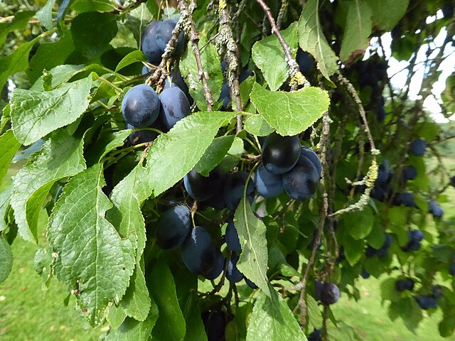 Plum 'Damson' (Prunus x domestica)