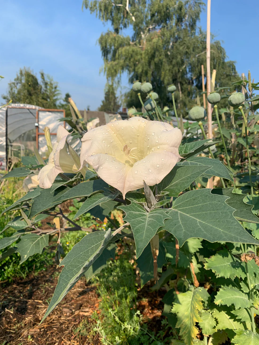 Datura 'Moonflower' (Datura inoxia) - Seed RS