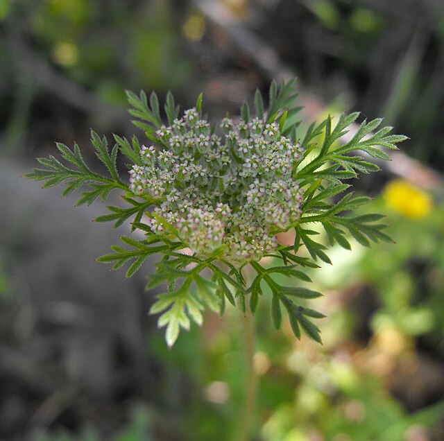 Daucus pusillus (American Wild Carrot)