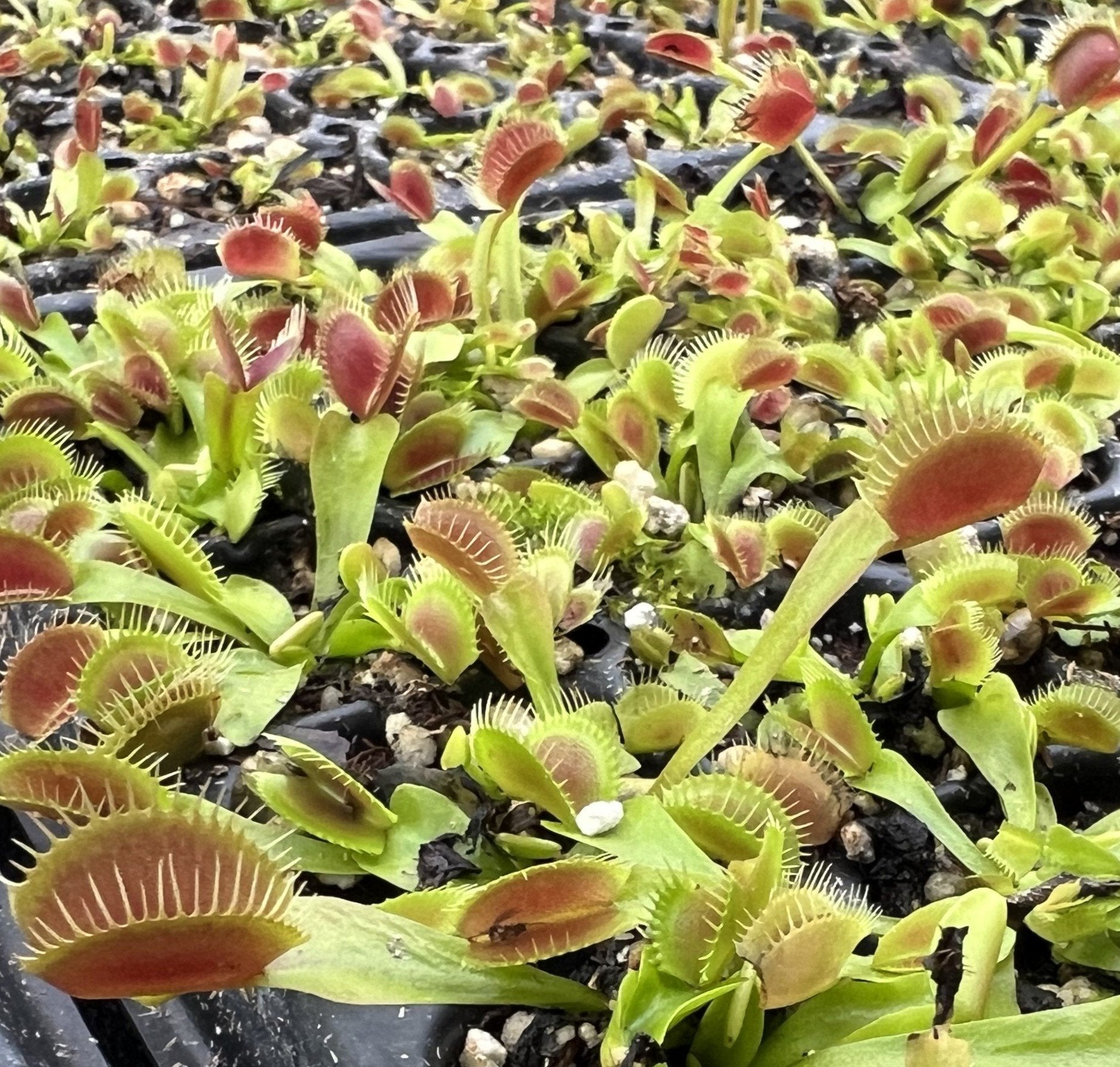 Dionaea muscipula ‘Spider’ (Venus Fly Trap)