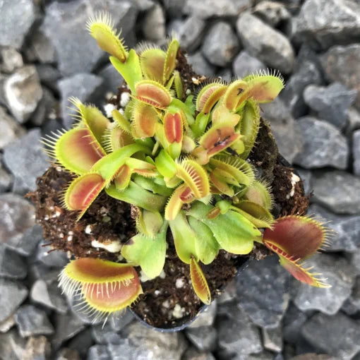 Dionaea muscipula "Cupped Trap" (Venus Fly Trap)