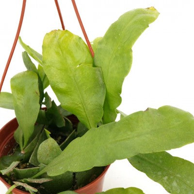 Disocactus macranthus (Golden Orchid Cactus)
