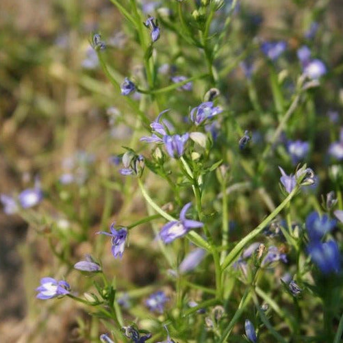 A shrub-looking plant with many short green stems and small purple flowers.