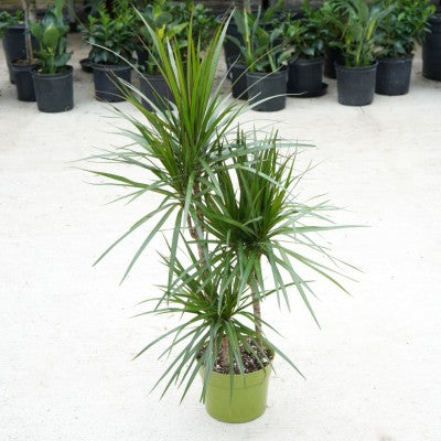 Dracaena marginata - cane (Madagascar Dragon Tree)