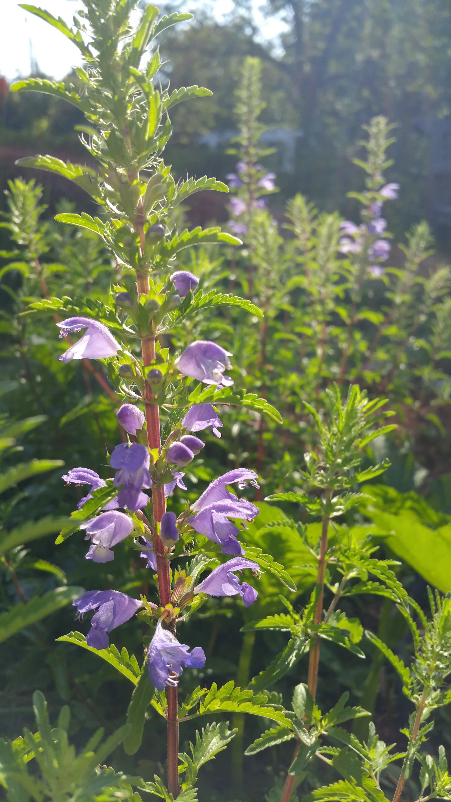 Moldavian Dragonhead (Dracocephalum moldavicum) - Seed RS