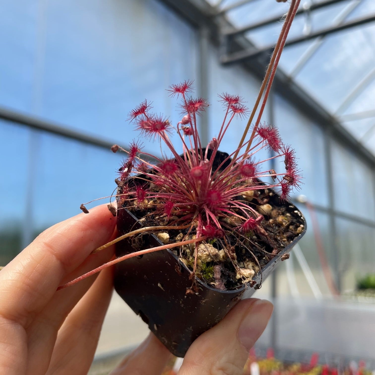 Drosera paradoxa (Petiolaris Complex Sundew)