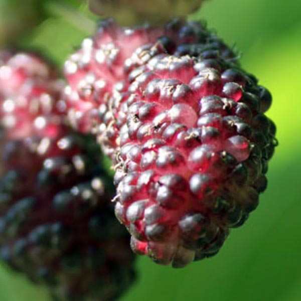Mulberry 'Dwarf Everbearing'  (Morus nigra)