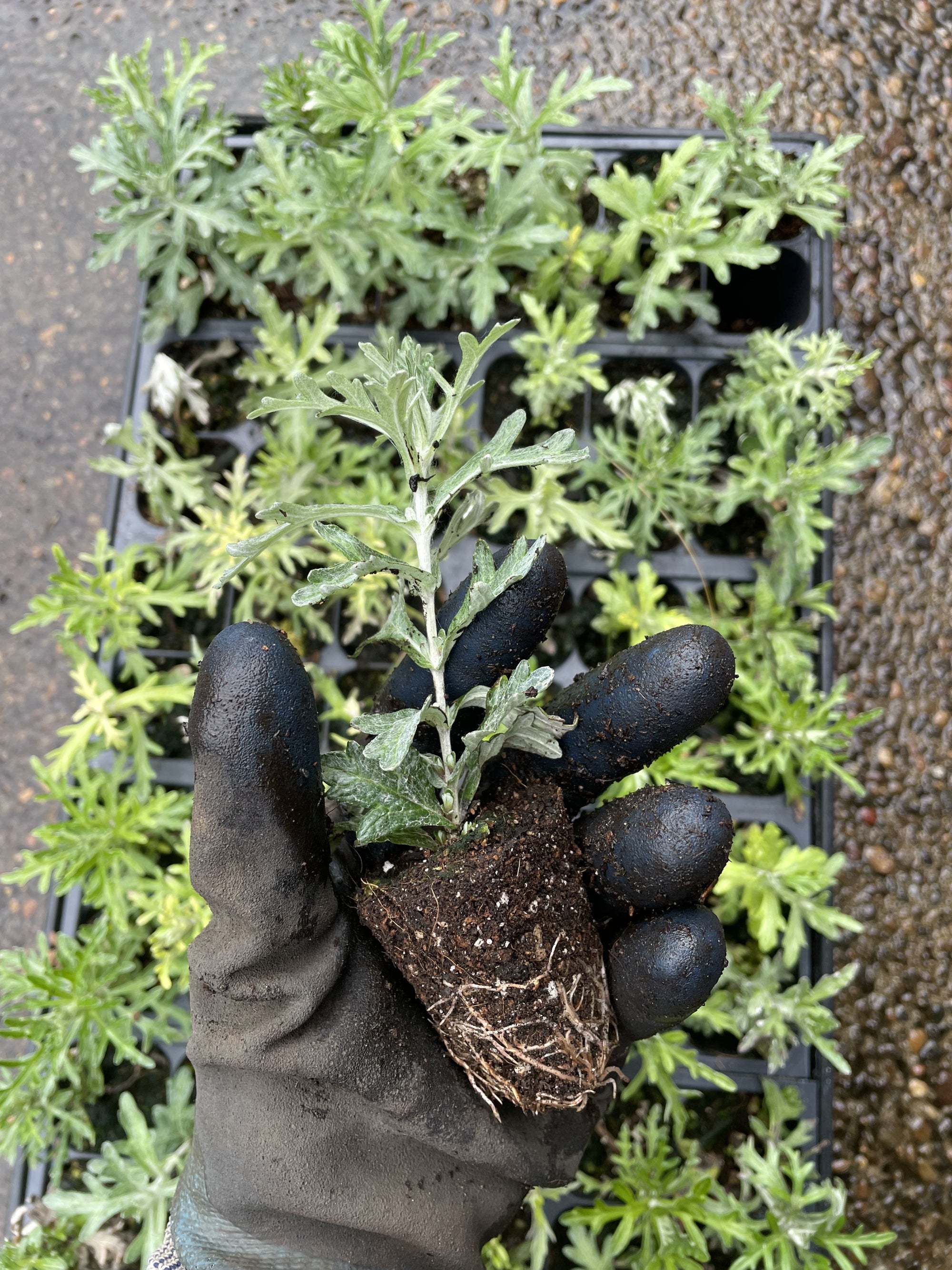 Native Propagation Plant and Seed Germination