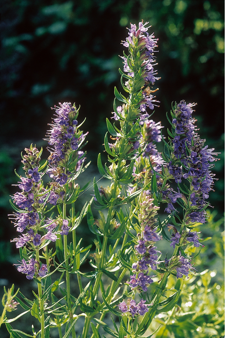 Hyssop officinalis (Hyssop)