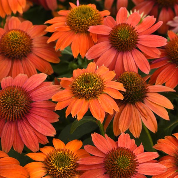 Echinacea 'Red Ombre' (Coneflower)