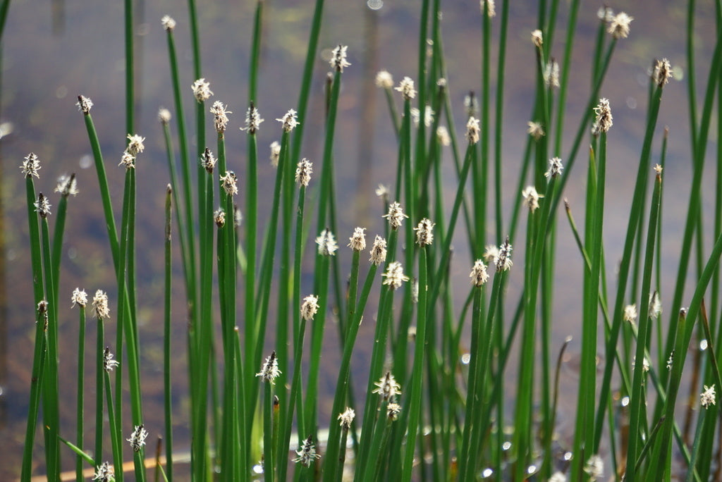 Eleocharis palustris (Creeping Spike Rush)