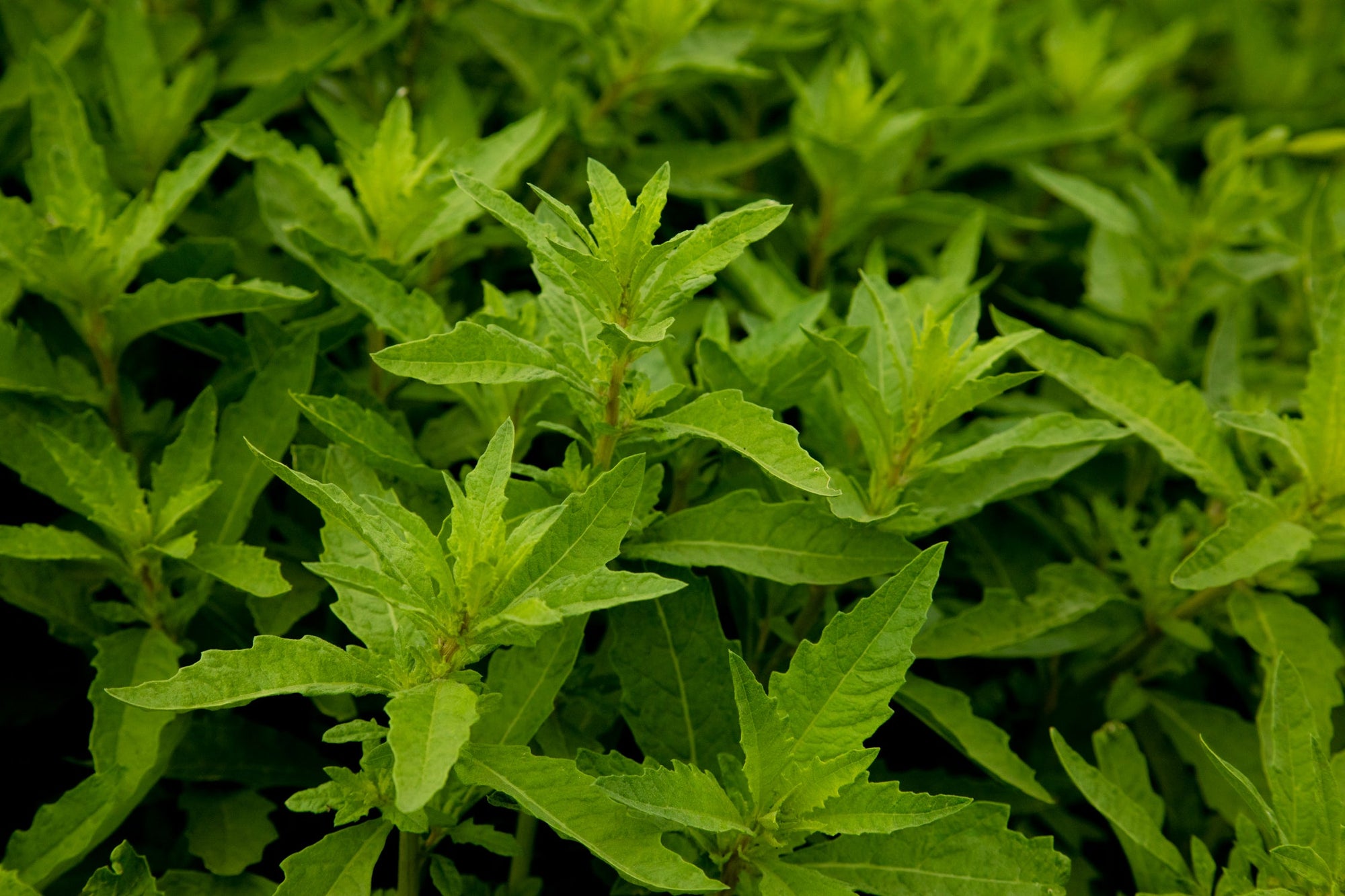 Epazote 'Mexican Tea' (Dysphania ambrosioides) - Seed SRC