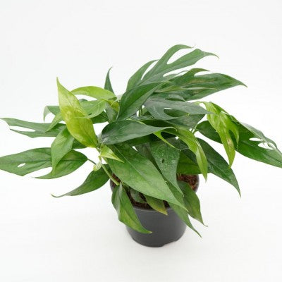 baltic blue pothos for sale Epipremnum pinnatum 'Baltic Blue' (Pothos)