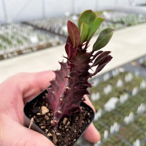 Euphorbia trigona 'Rubra' (African Milk Tree)