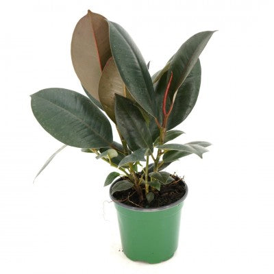 Ficus elastica 'Burgundy' (Burgundy Rubber Tree)