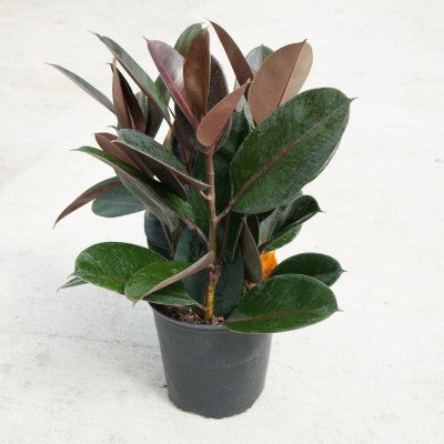 Ficus elastica 'Burgundy' (Burgundy Rubber Tree)