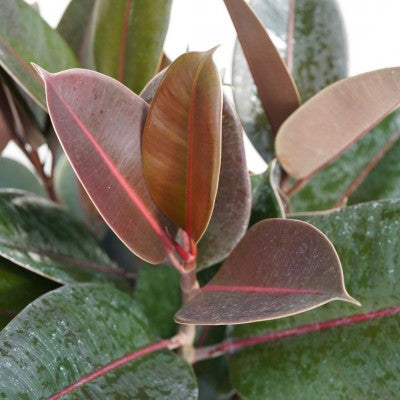 Ficus elastica 'Burgundy' (Burgundy Rubber Tree)