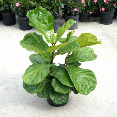 Ficus lyrata - Bush (Fiddle Leaf Fig)