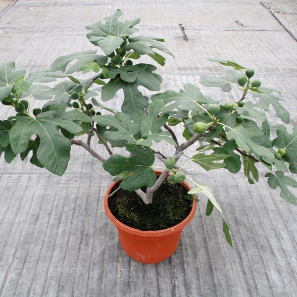 Fig Dwarf 'Fignomenal' (Ficus carica)