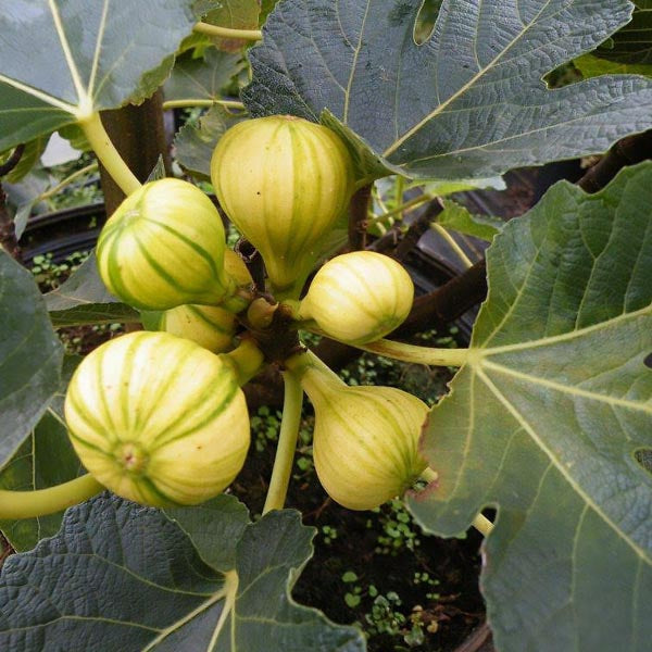Fig 'Pinache Striped Tiger' - SymbiOp Garden Shop