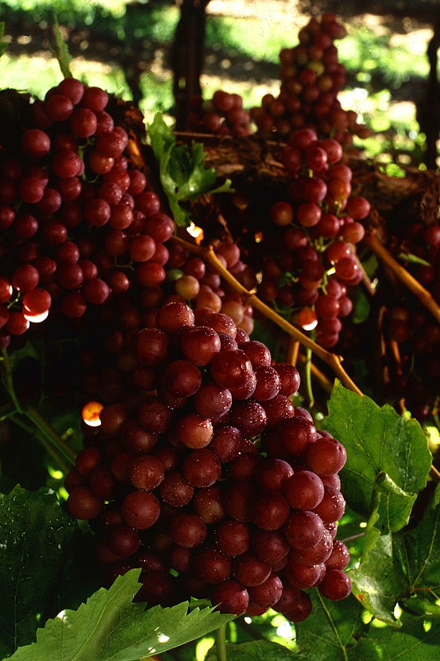 Grape  'Flame' (Vitis vinifera)