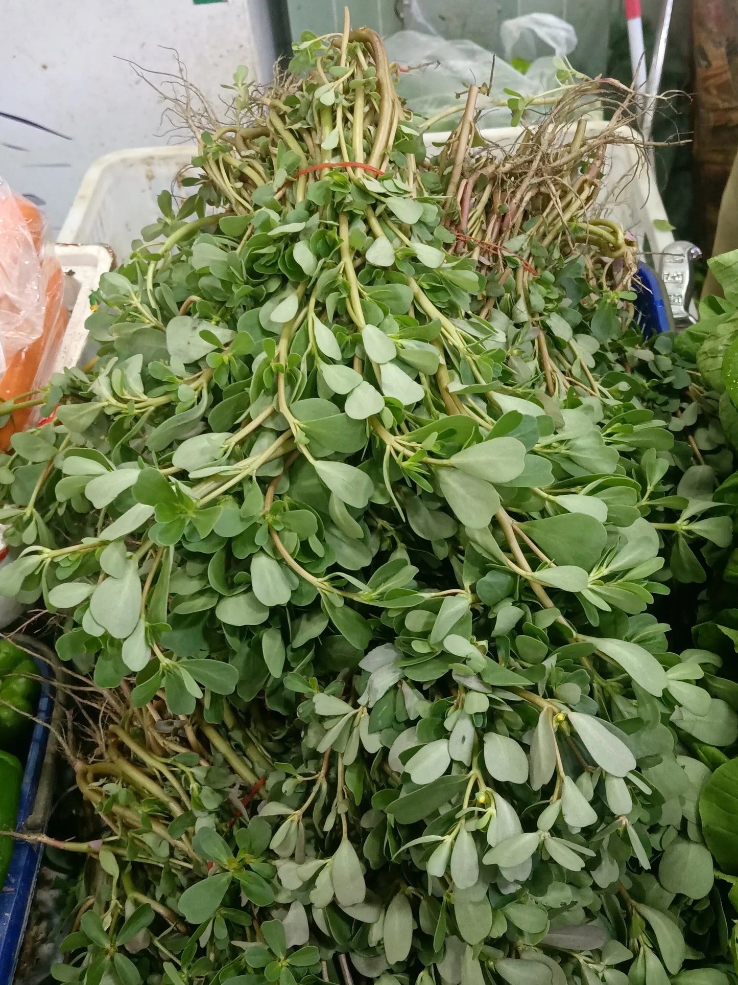 Purslane 'French Green Leaf' (Portulaca oleracea sativa) - Seed RS