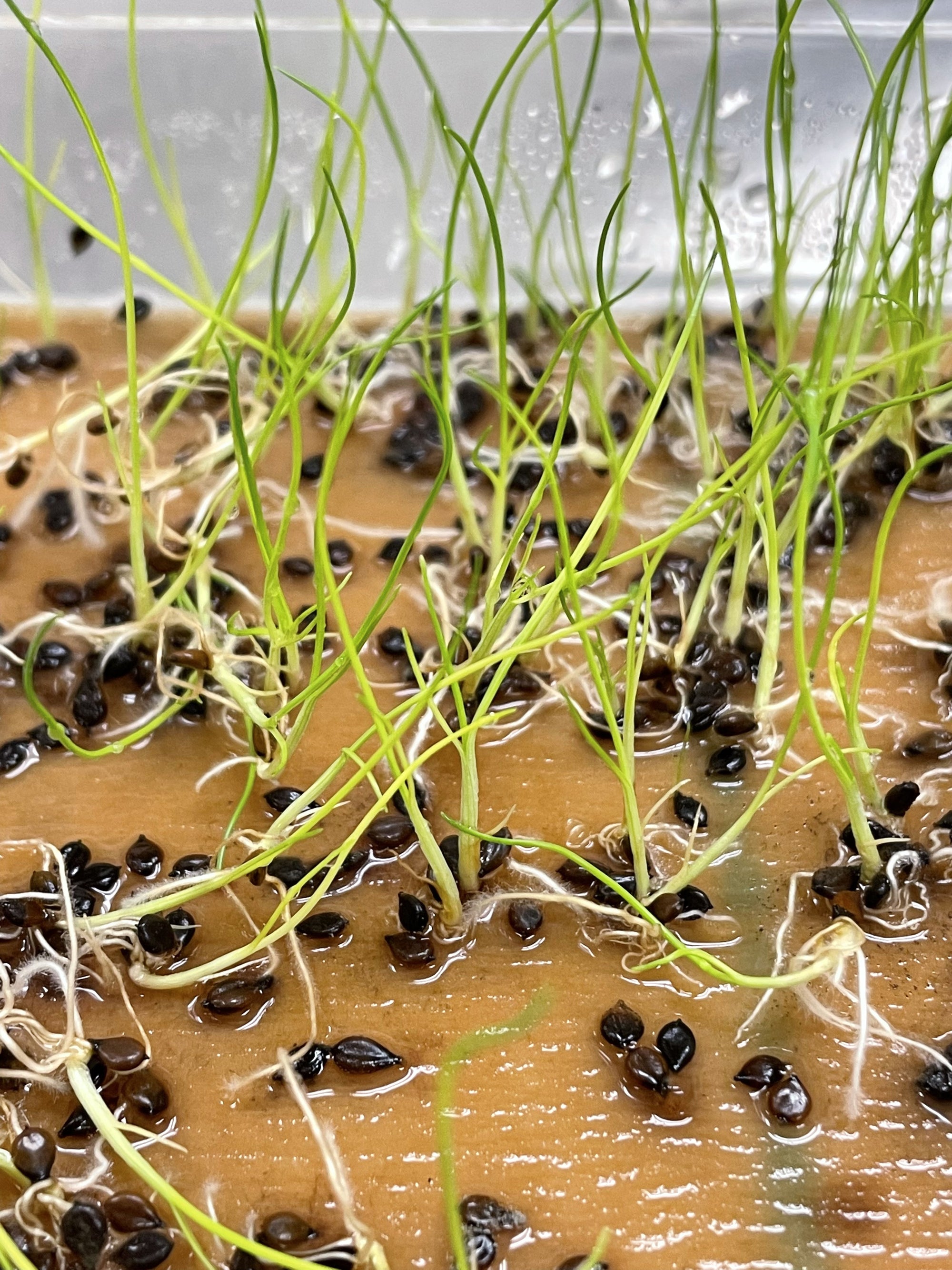 Native Propagation Plant and Seed Germination