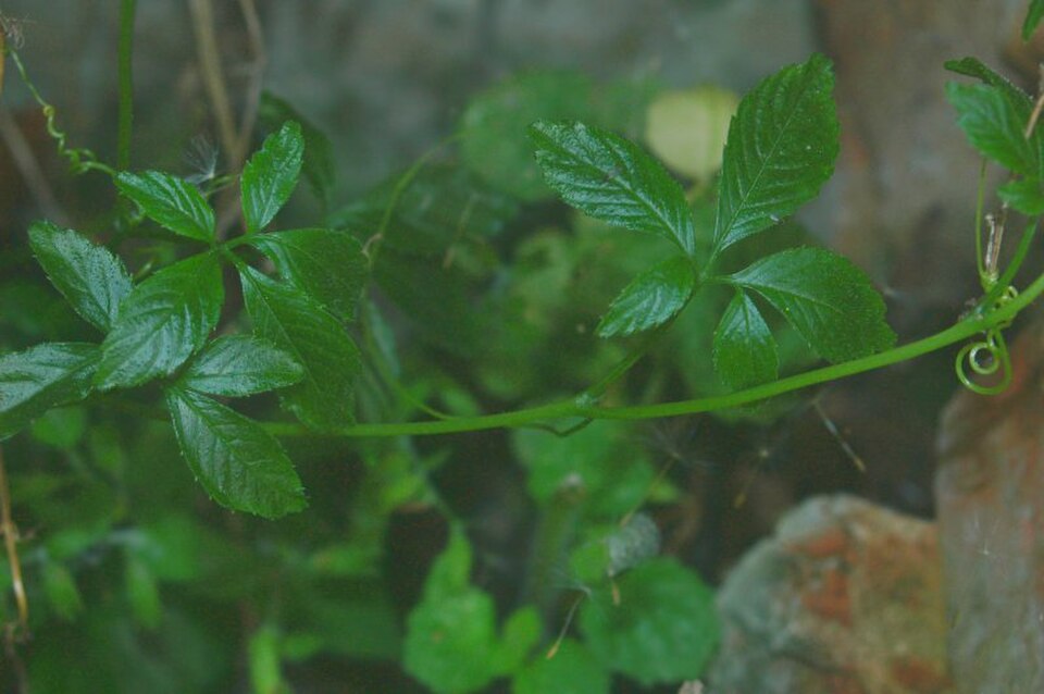 Jiaogulan 'Immortality Plant' (Gynostemma pentaphyllum)