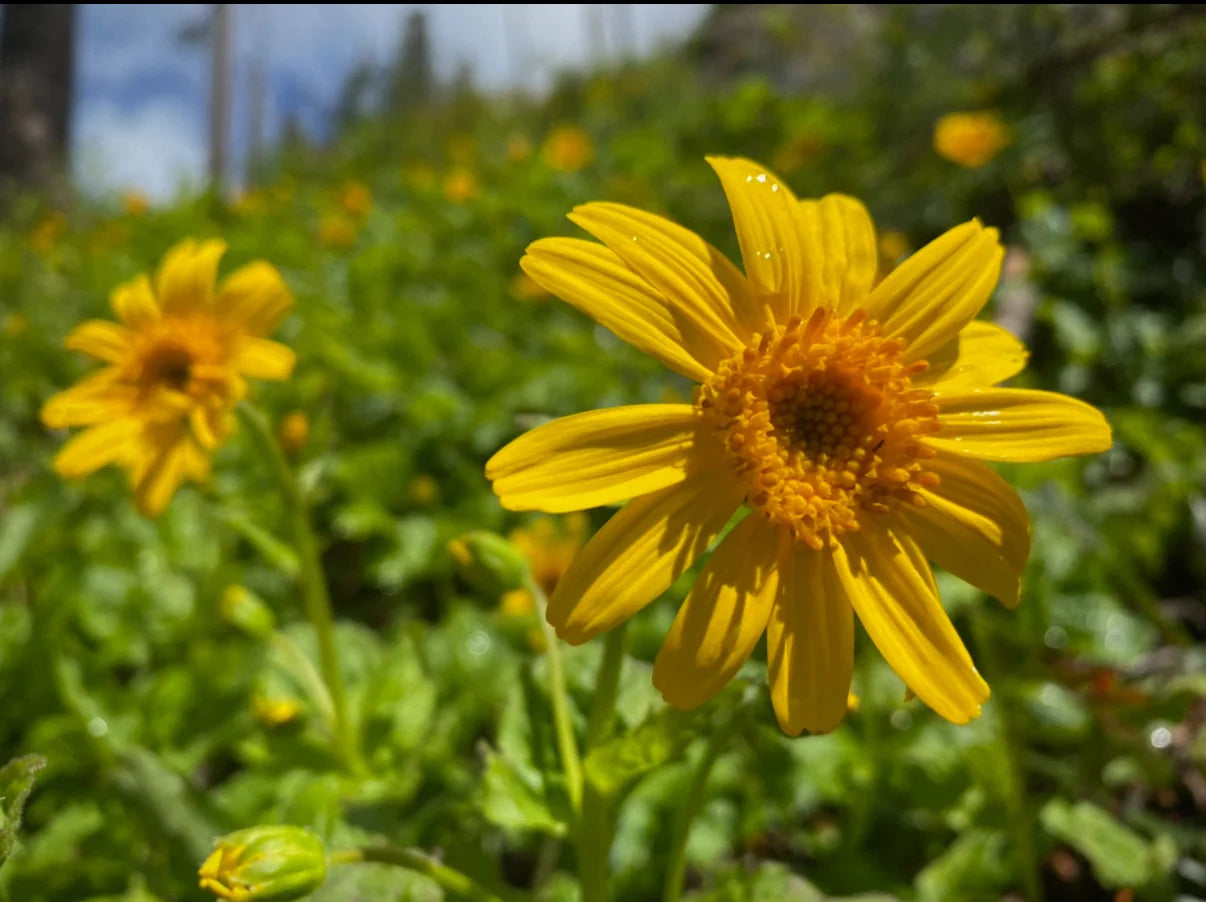 Arnica latifolia (Mountain arnica) seeds EO
