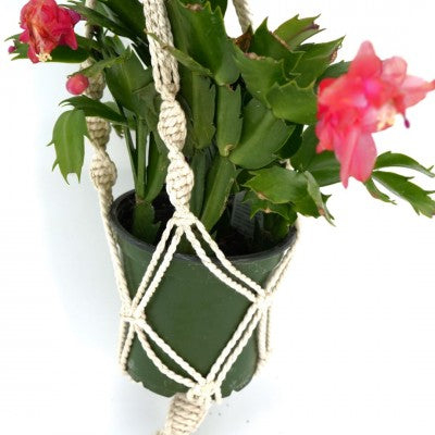 Macrame Cotton Plant Hanger, Double (41in) - Cotton Natural