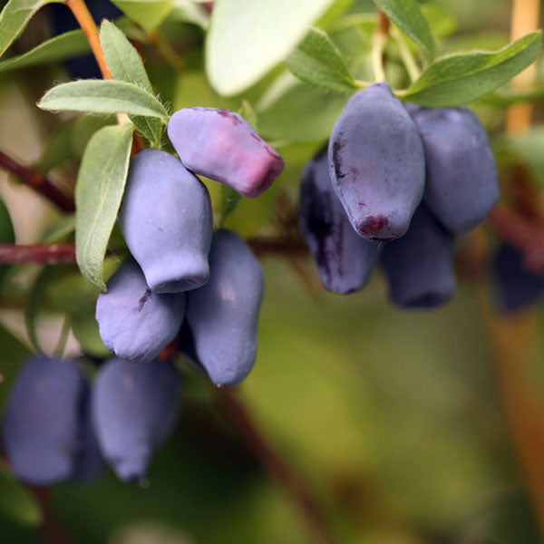 Honeyberry 'Pirika' (Lonicera caerulea)