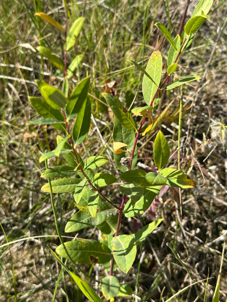 Mini Mixer - Weavers Wish: Apocynum cannabinium + Schoenoplectus tabernaemontanii + Typha latifolia