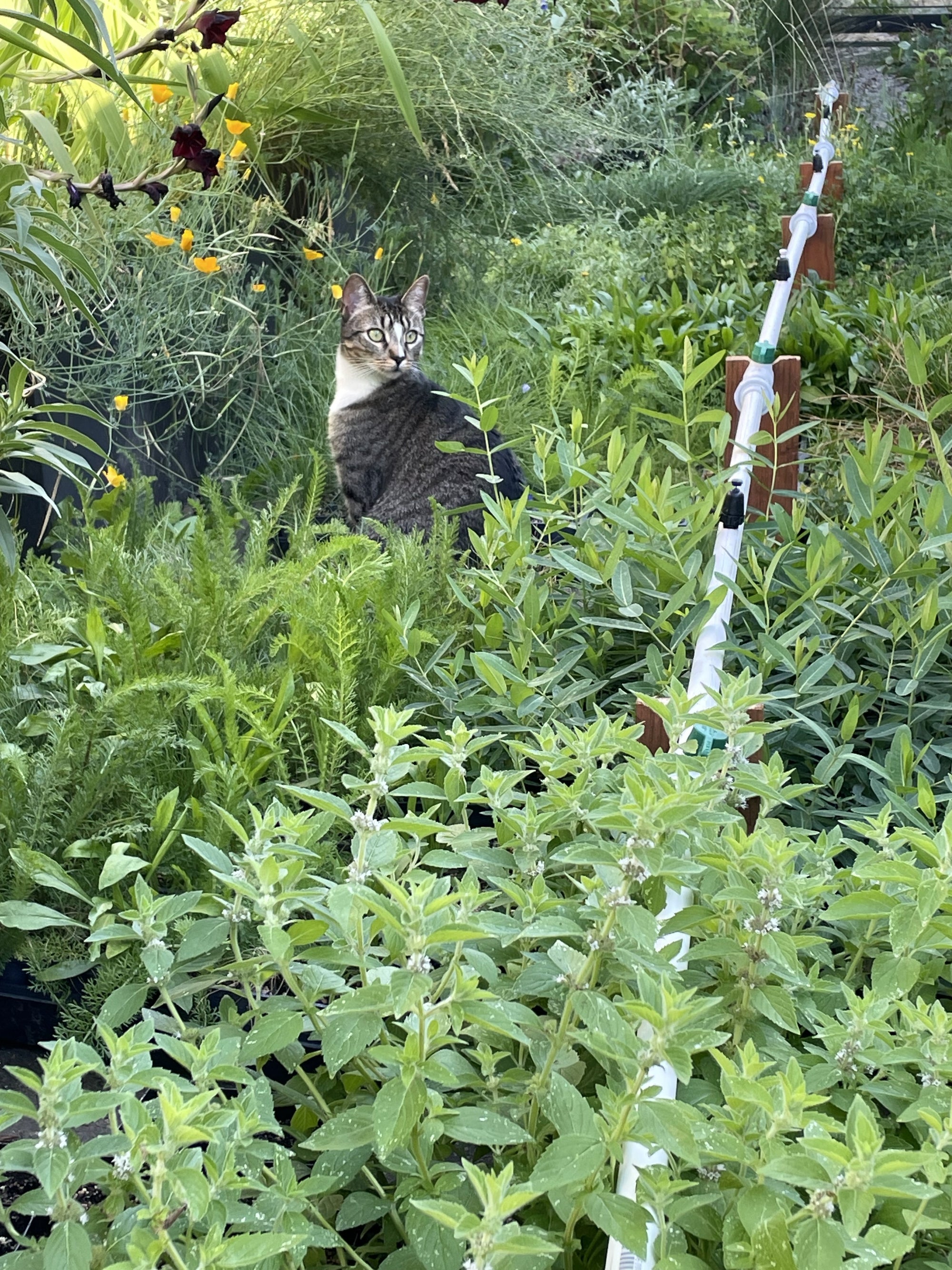 Native Propagation Plant and Seed Germination