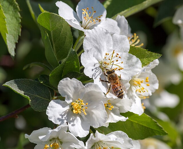 Crabapple 'Whitney' (Malus pumila) - 10gal MS