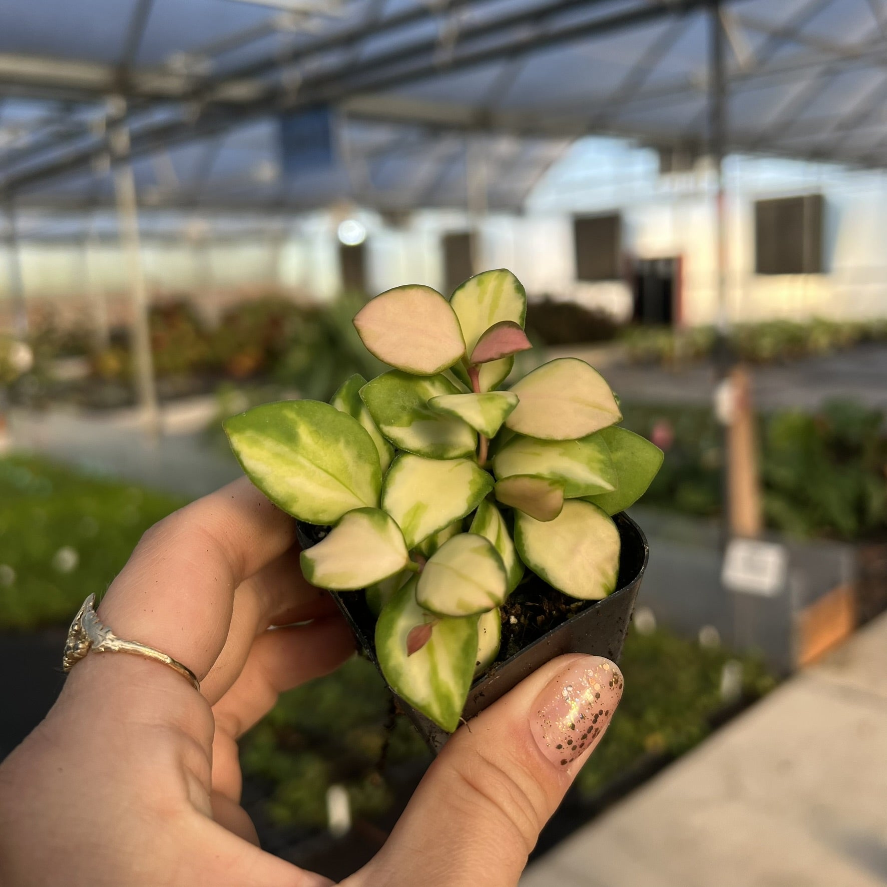 Hoya heuschkeliana ‘Variegata’ (Wax Plant)