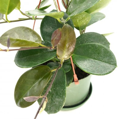 Hoya australis (Wax Plant)