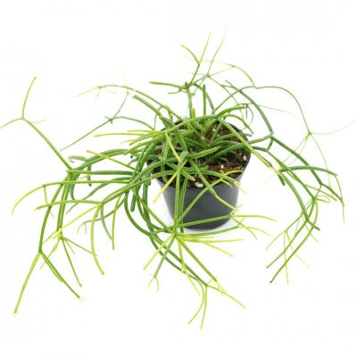 Hoya linearis (String Hoya/Wax Plant)