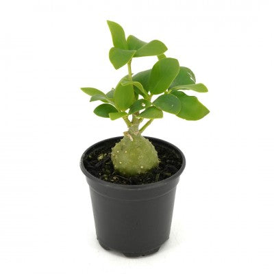 Hydnophytum papuanum (Ant Plant)
