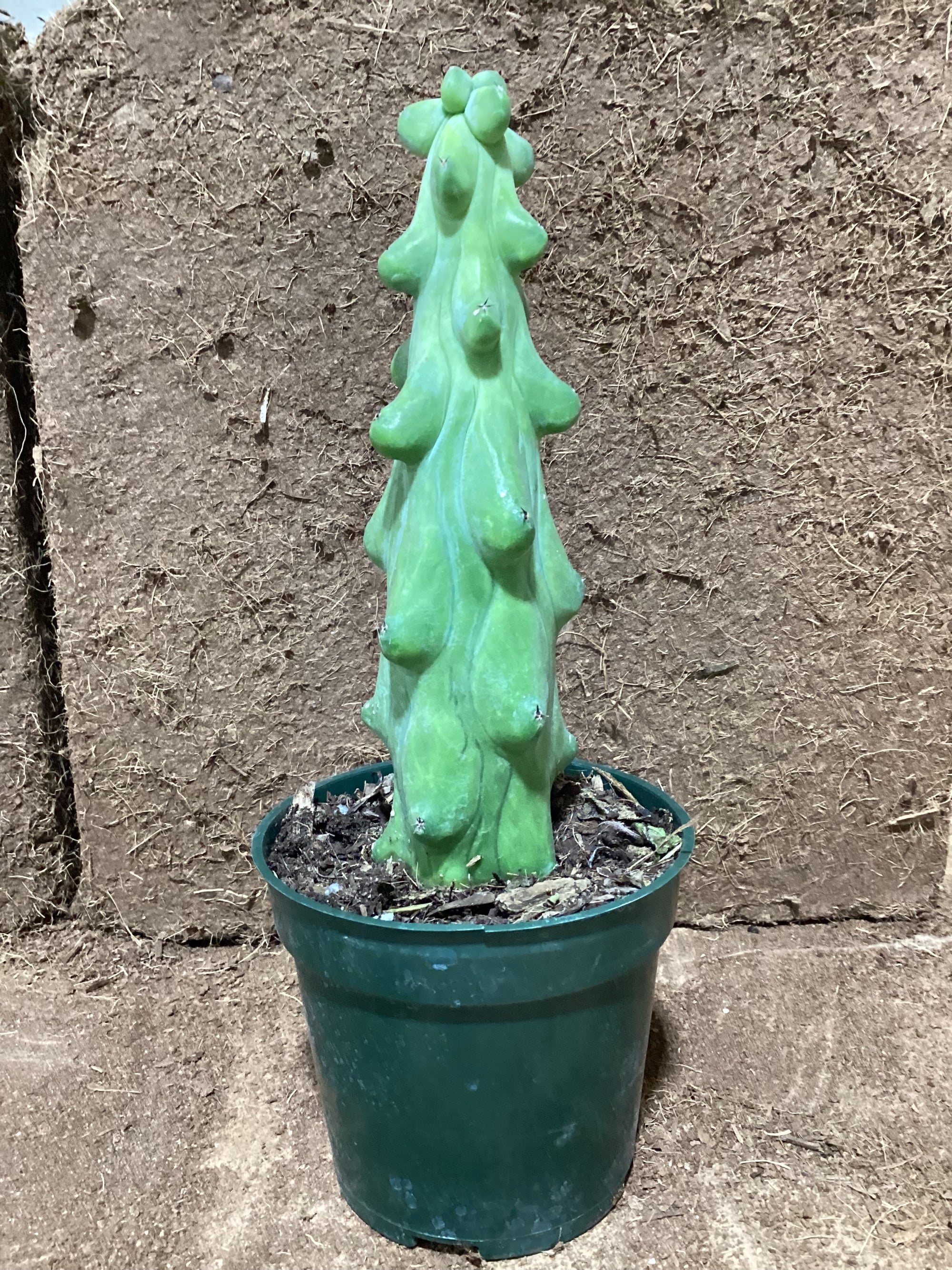 Myrtillocactus geo. 'Fukurokuryuzinboku' (Boobie Cactus)