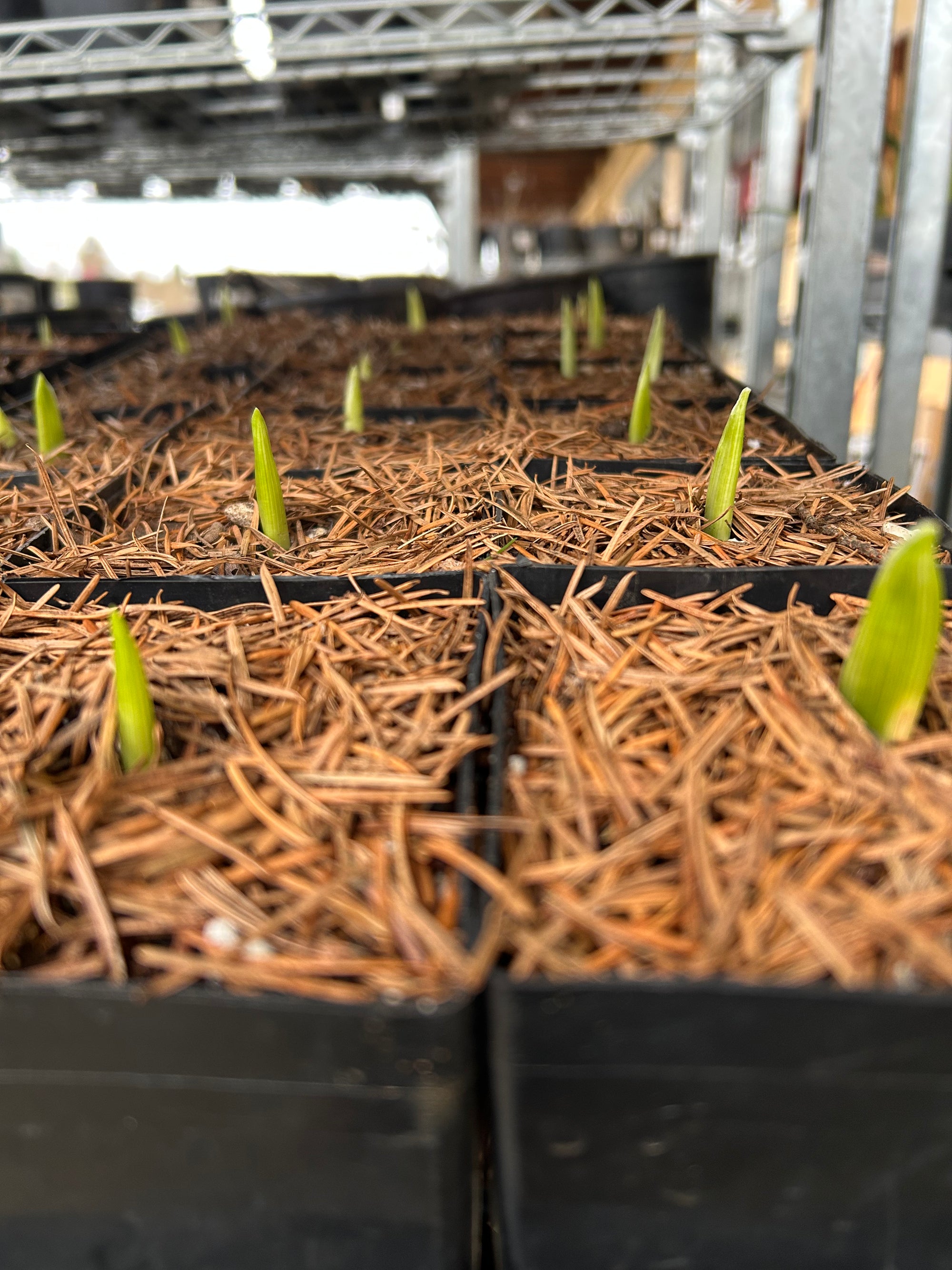 Garlic 'Elephant Garlic' (Allium ampeloprasum) - SN