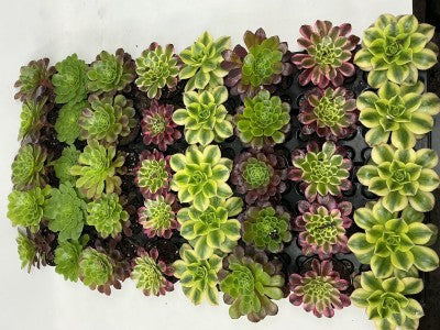 Aeonium assorted