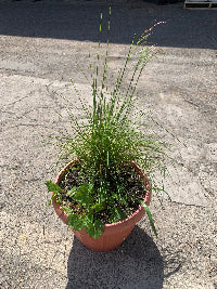 Biodiversity pot-Oregon Meadow Pot