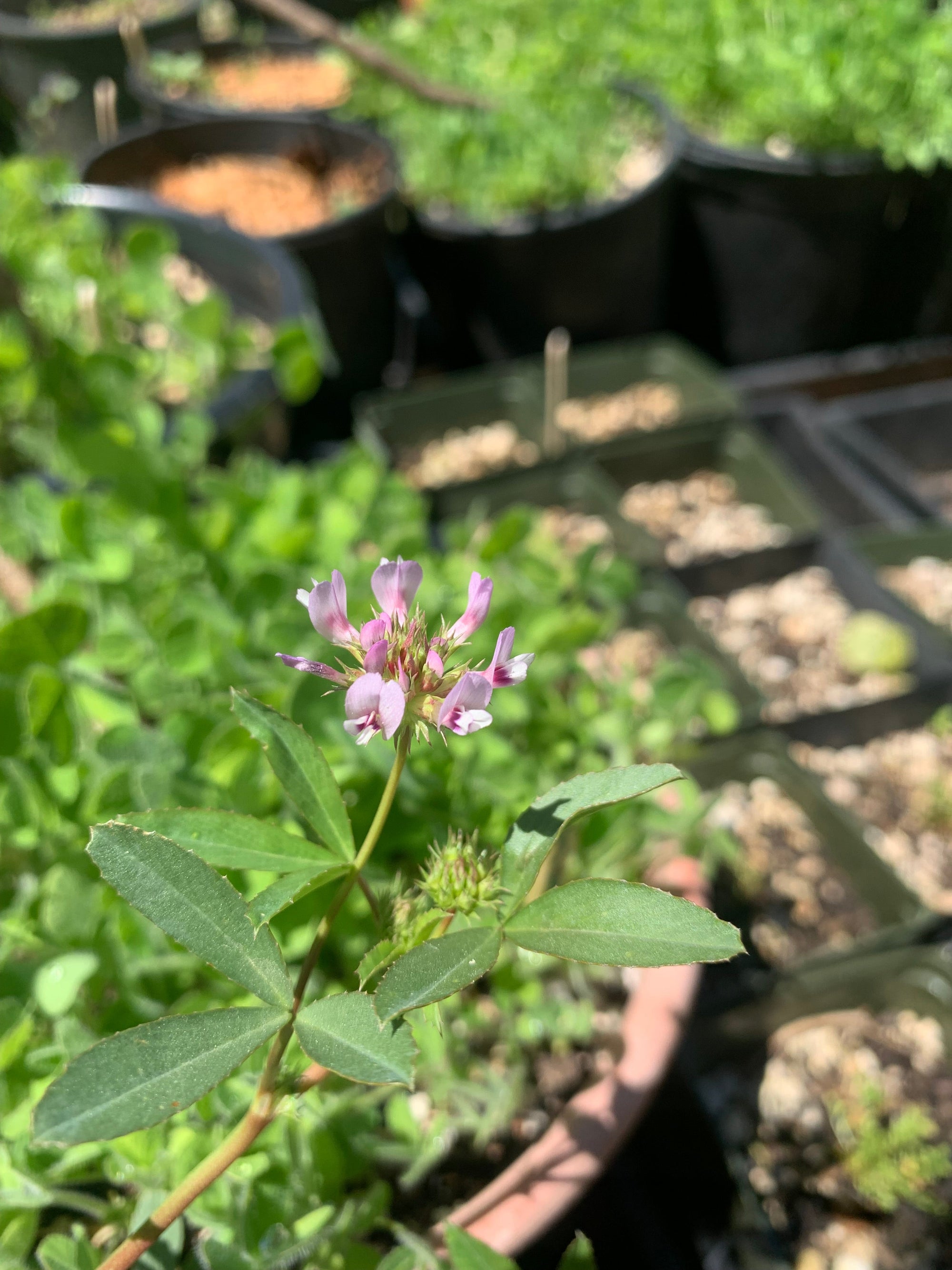 Trifolium willdenovii (Tomcat Clover) CC RO