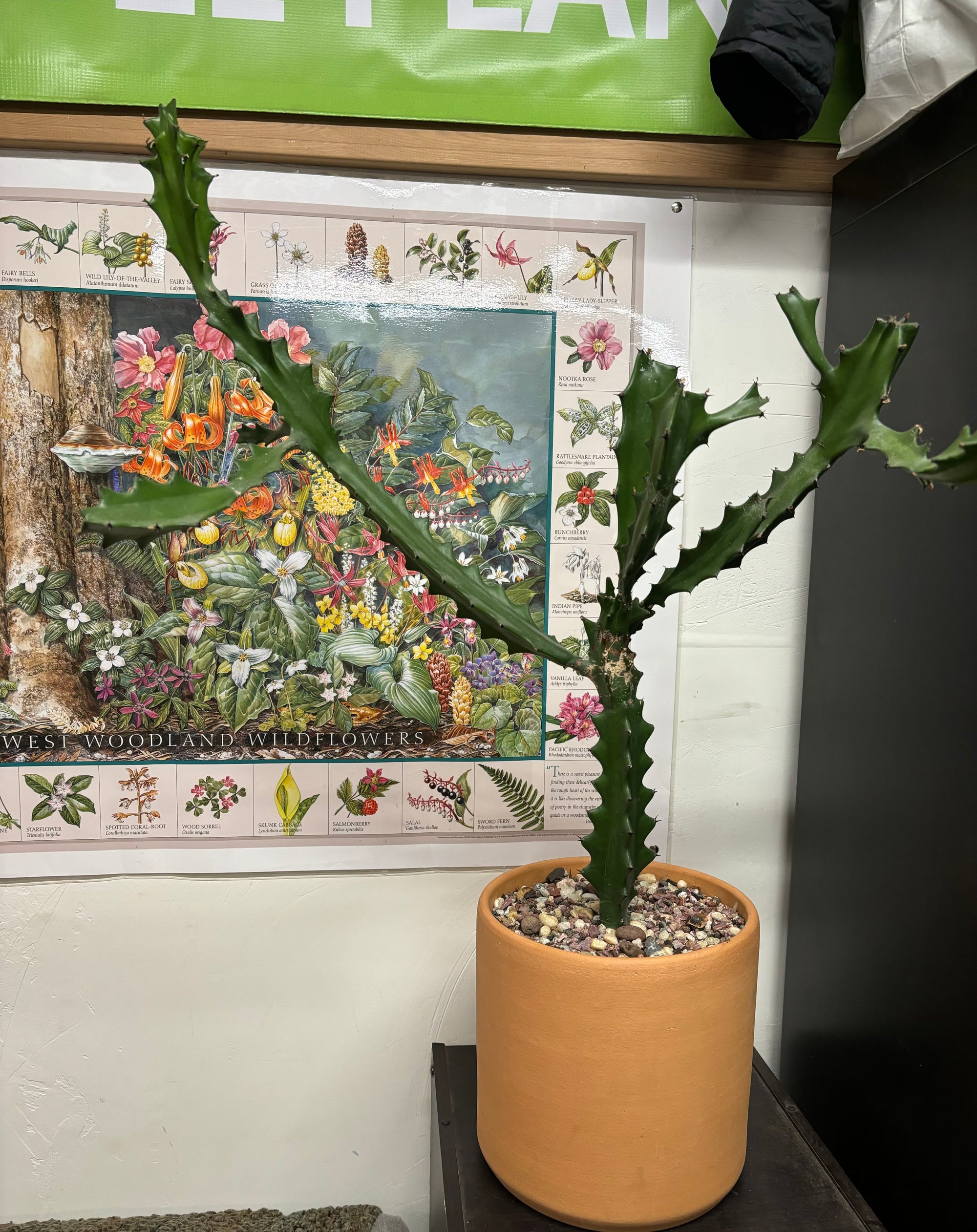 Euphorbia trigona (African Milk Tree) CC GP