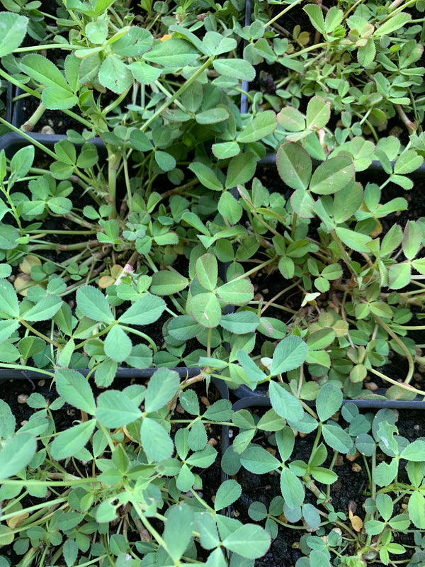 Trifolium wormskioldii (Springbank Clover) - SymbiOp Garden Shop